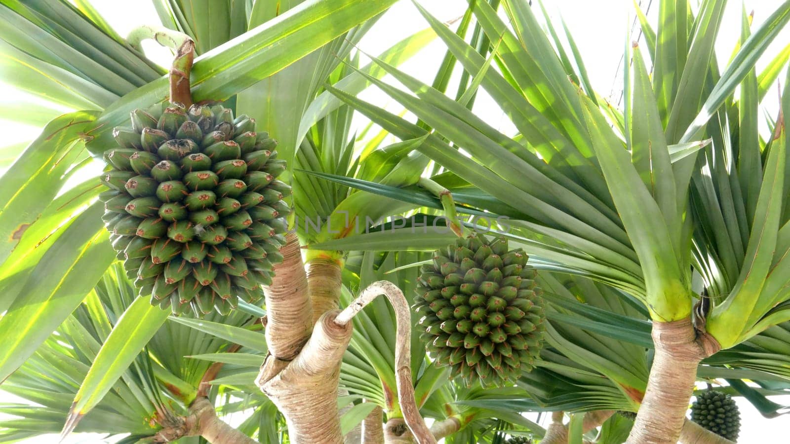 Green fruit trees in the forest