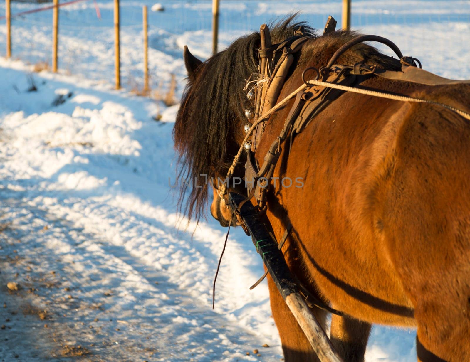 Brown Horse in Winter with bells.