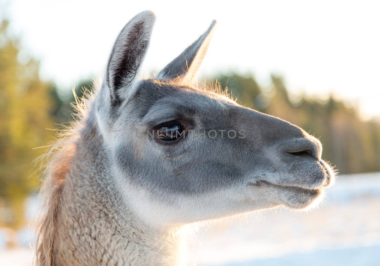 Llamas Head Close Up with a clear sky behind it.