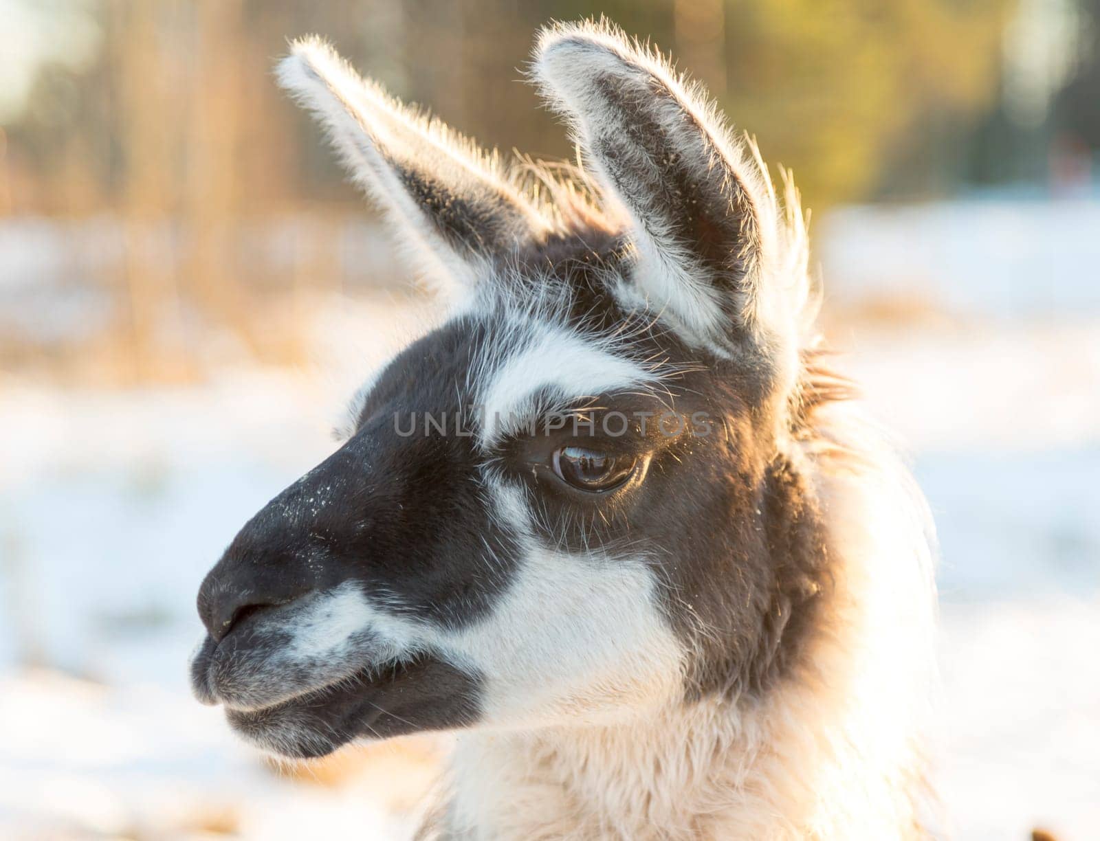 Black and White Llamas Head Close Up