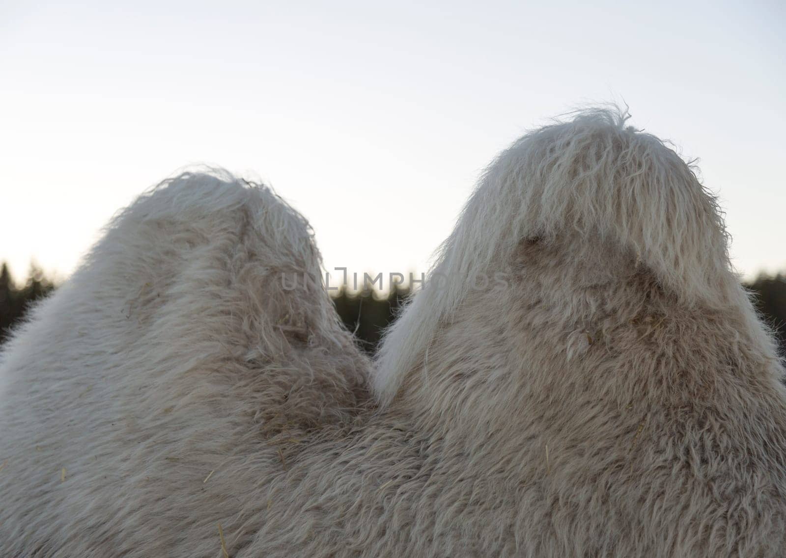 White Camel Humps with trees and a clear sky behind.