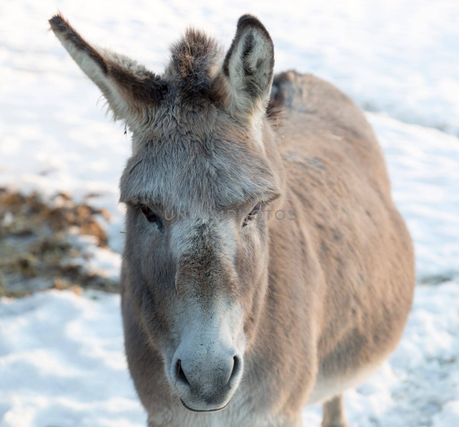 Donkey's Face in Winter close up.