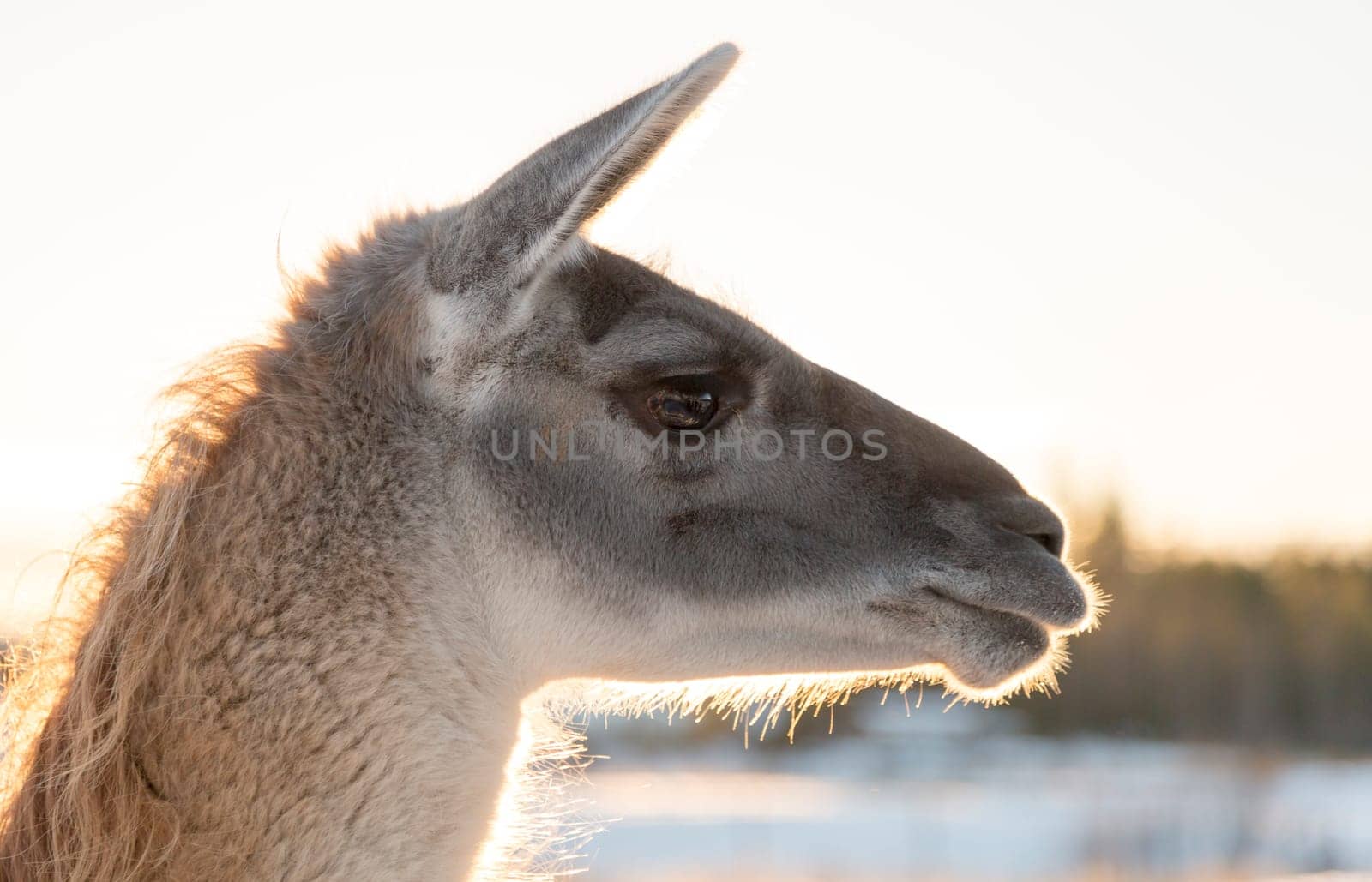 Llamas Head Close Up with a clear sky behind it.