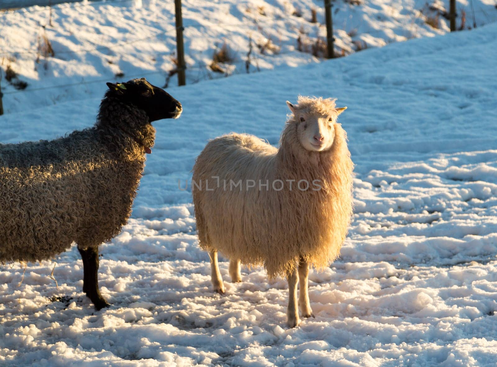 White and Grey Sheep in snow.