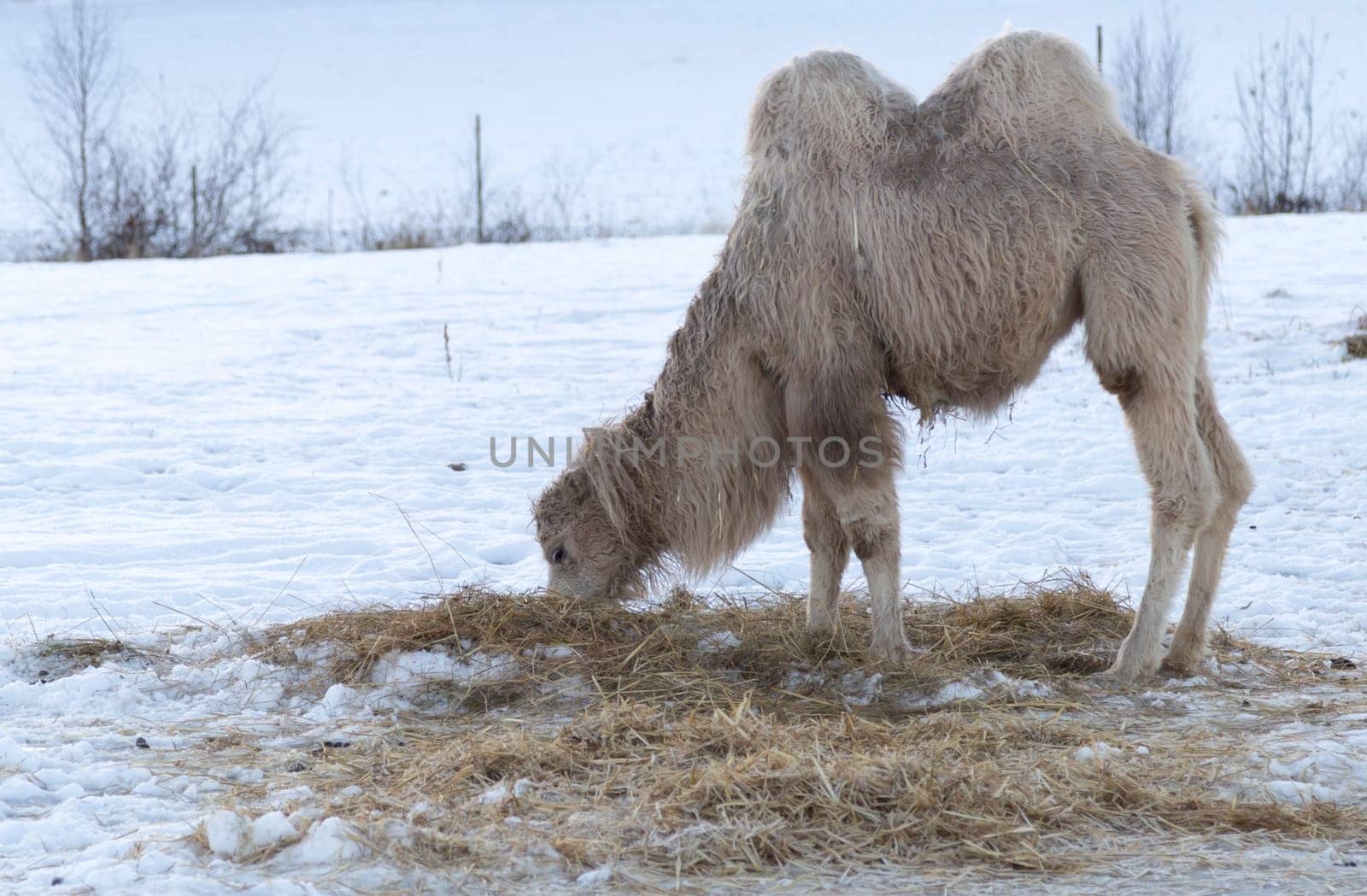 White Camel Eating Grass in Winter.