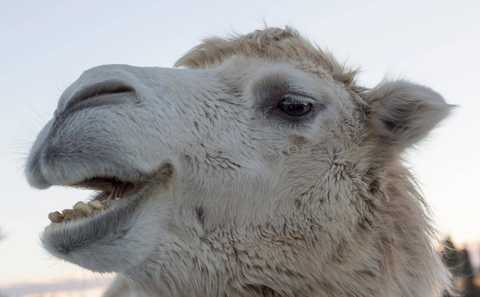 White Camel Shewing