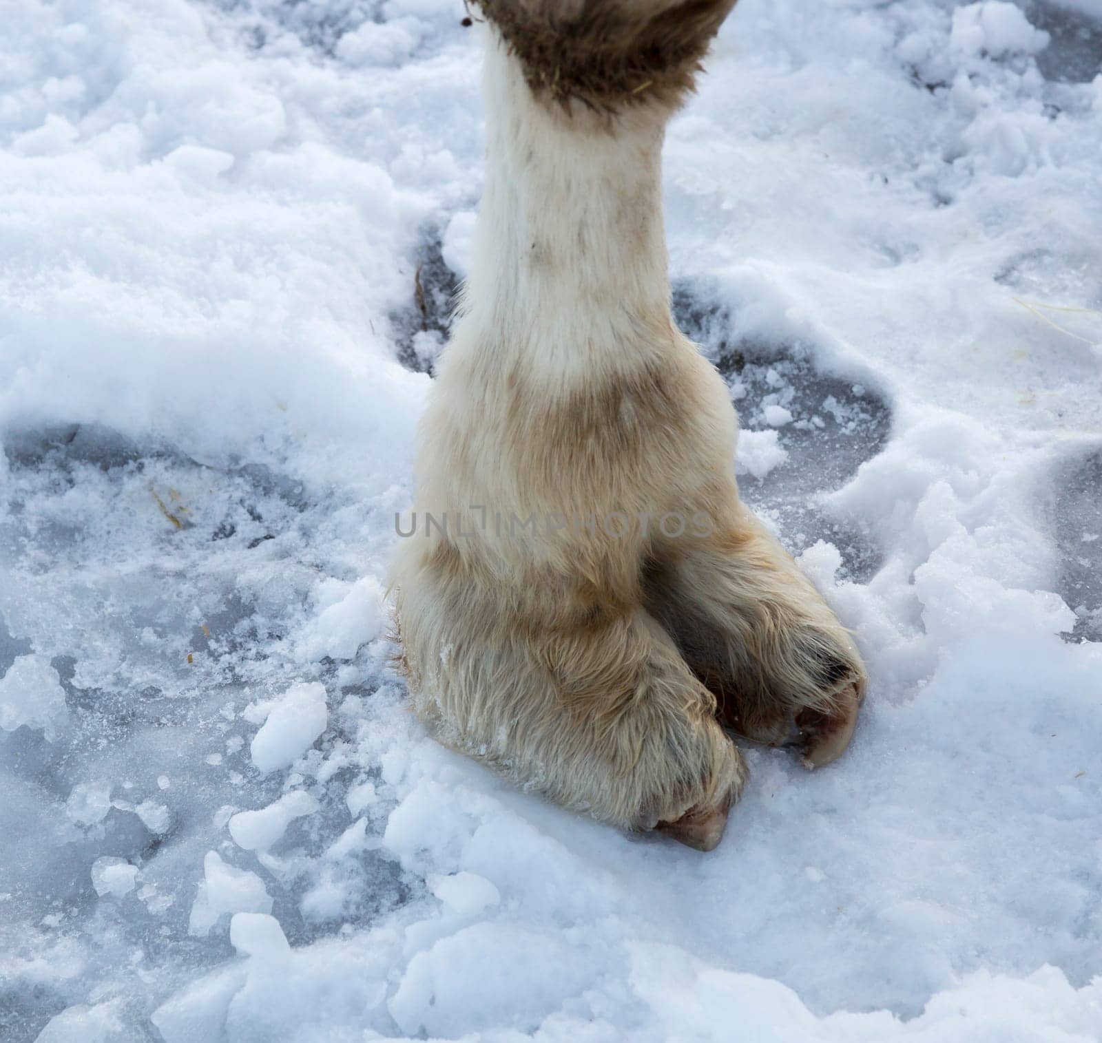 White Camels Foot on Snow close up.