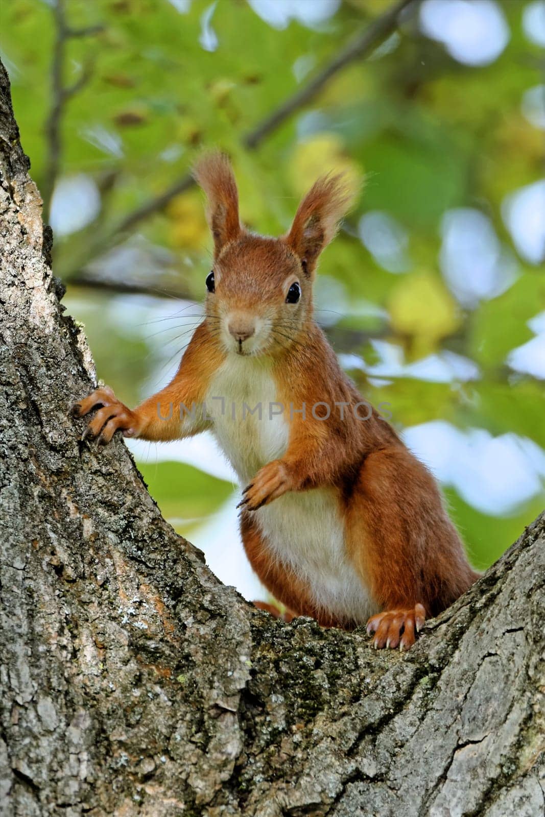 Squirrel in the walnut tree