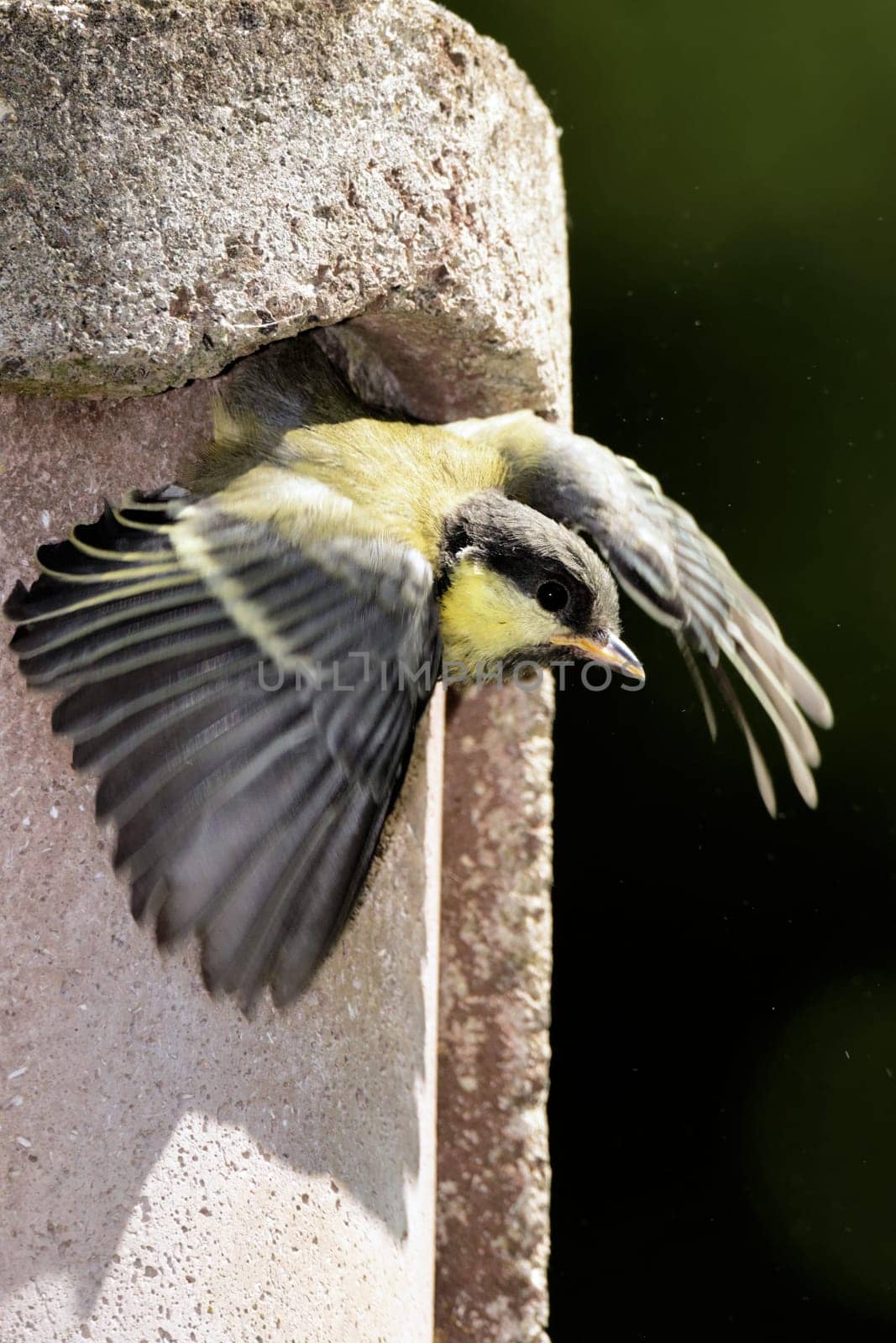 Young leaves the nest box