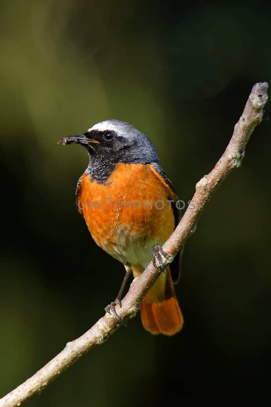 Male garden redtail
