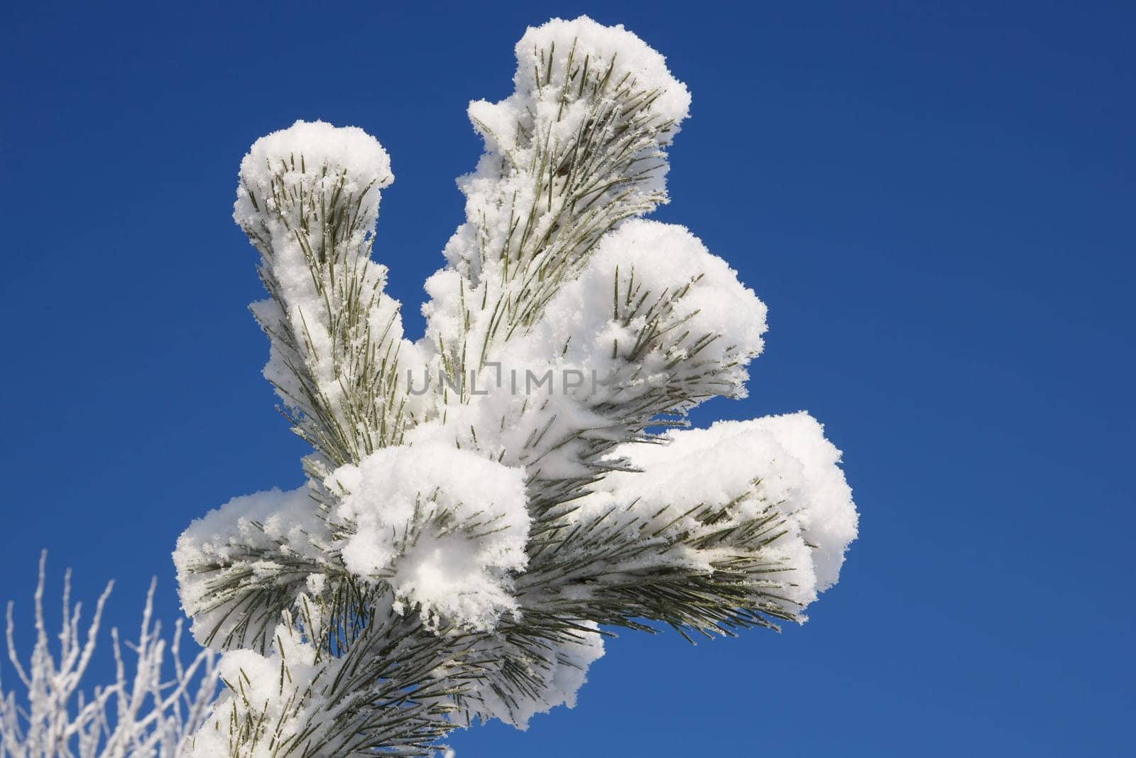 Green pine needles covered in white snow