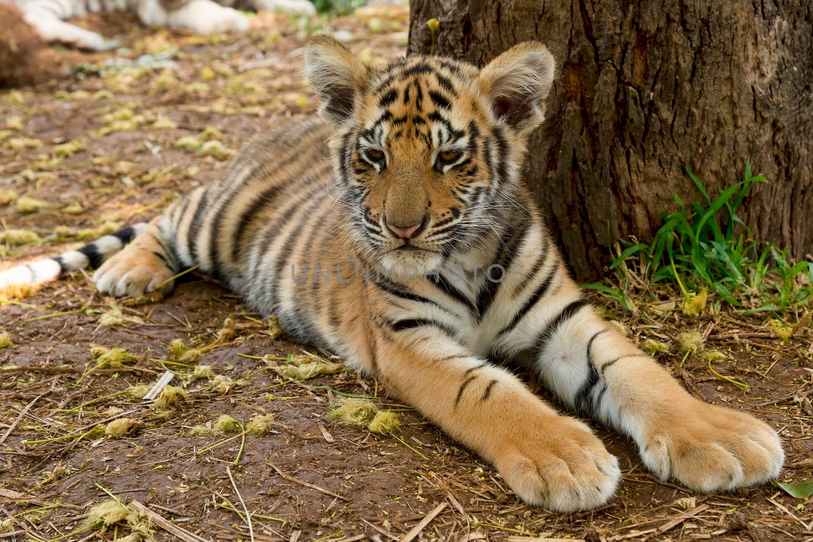 Tiger (Panthera tigris),age 3 months