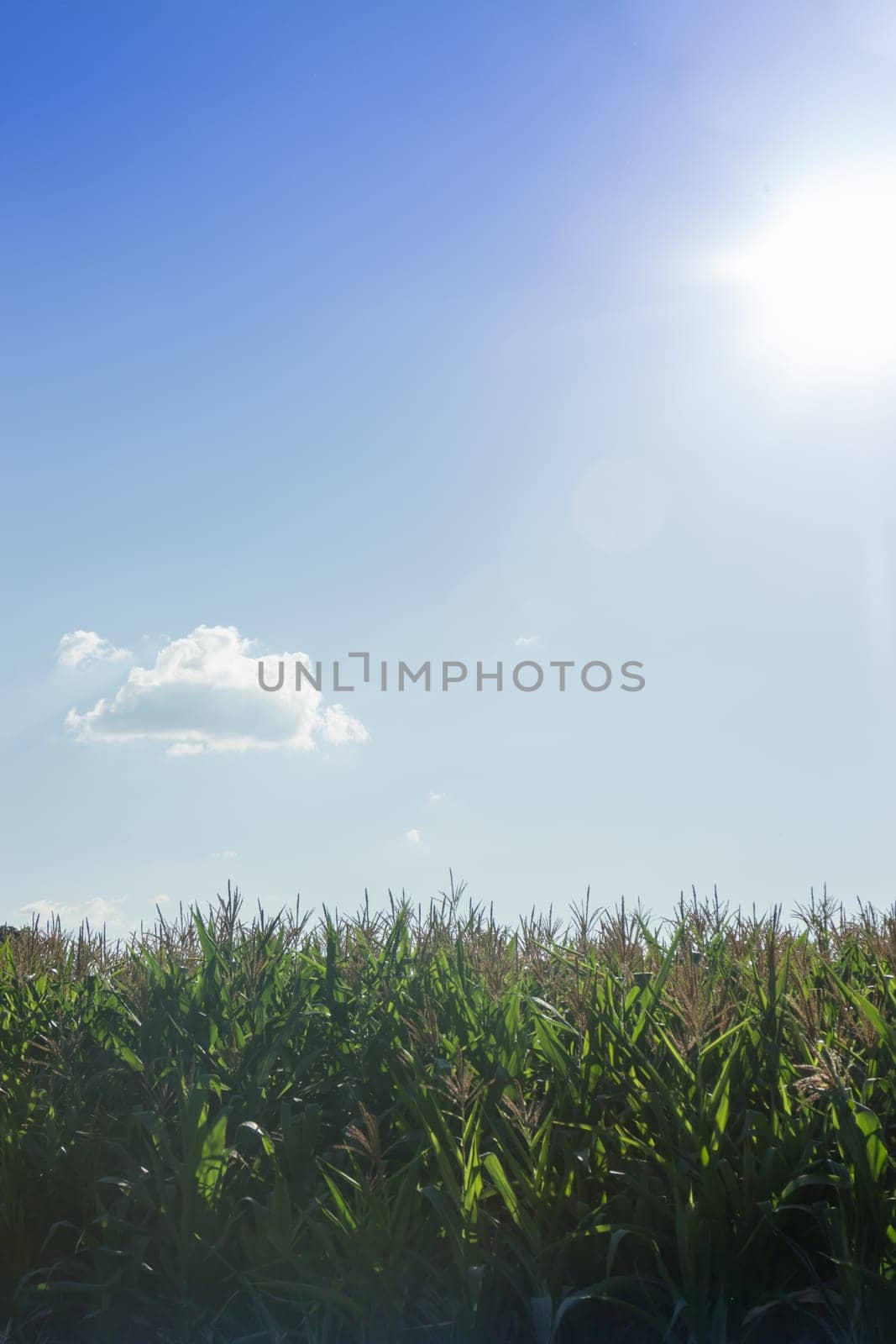 Corn field with blue sky, stock photo