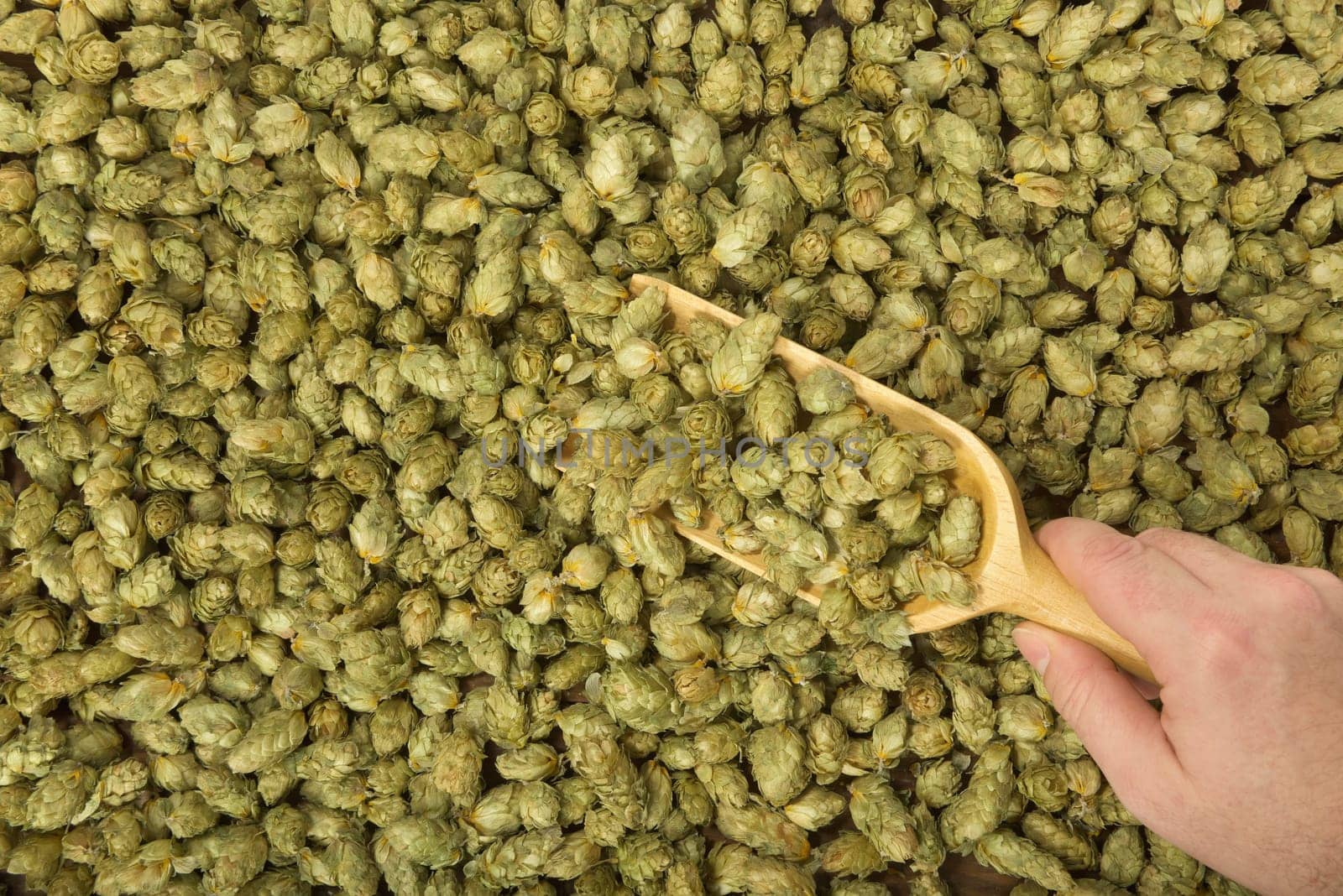 many dried hop cones for beer and brewery with wooden shovel
