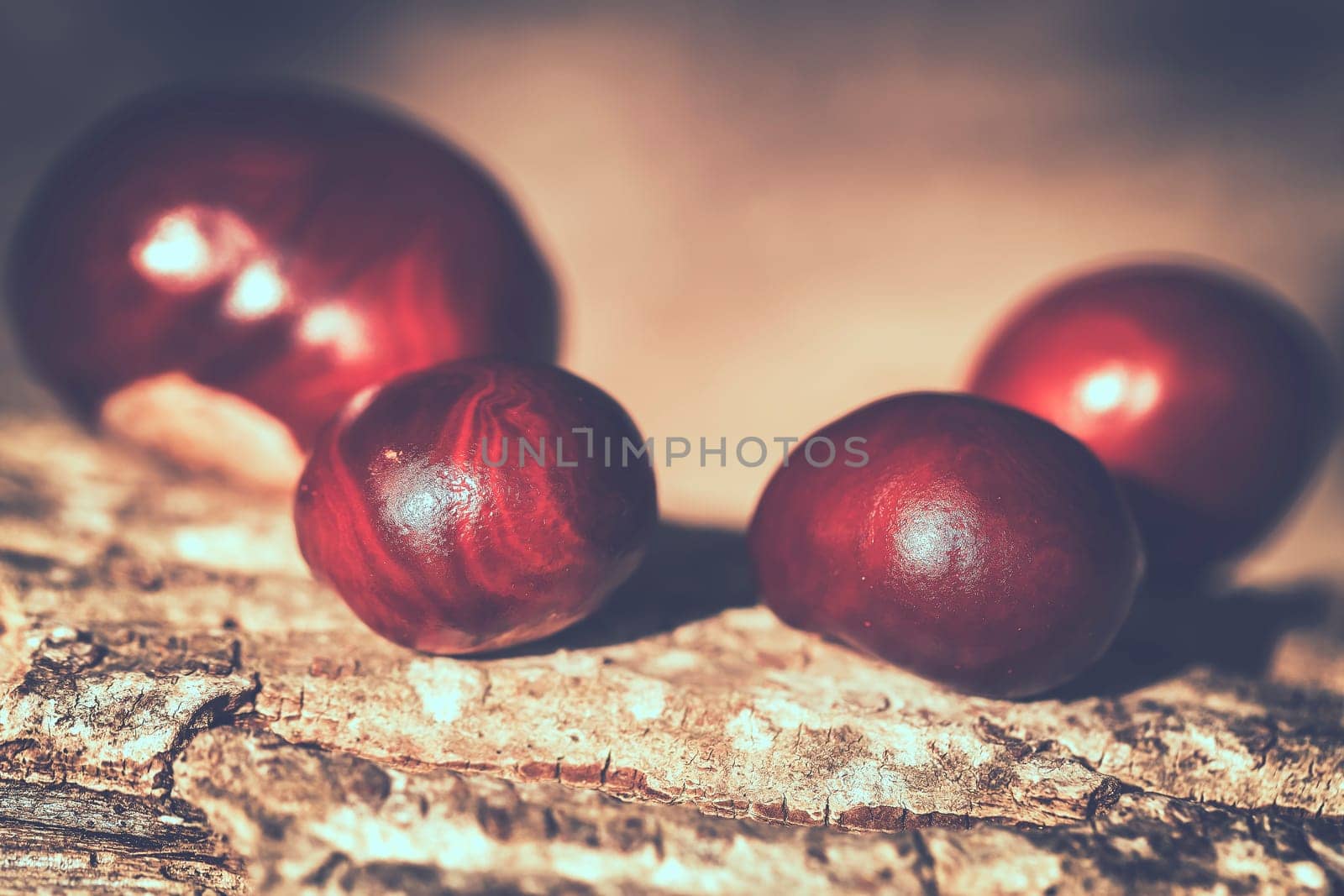 Seeds of horse chestnut - macro recording - toning