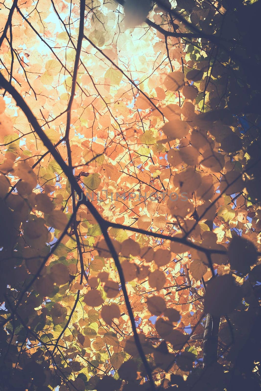 Leaves in autumnal colours - Backlight - Detailed view