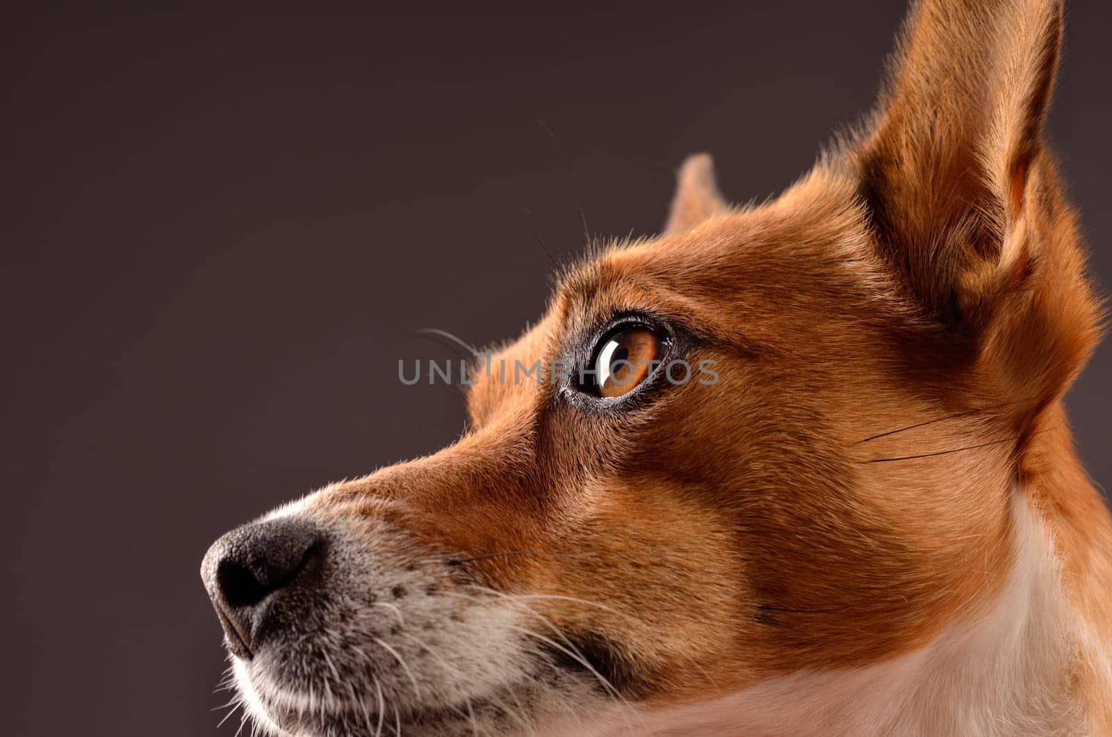 Close up of a Jack Russell Terrier
