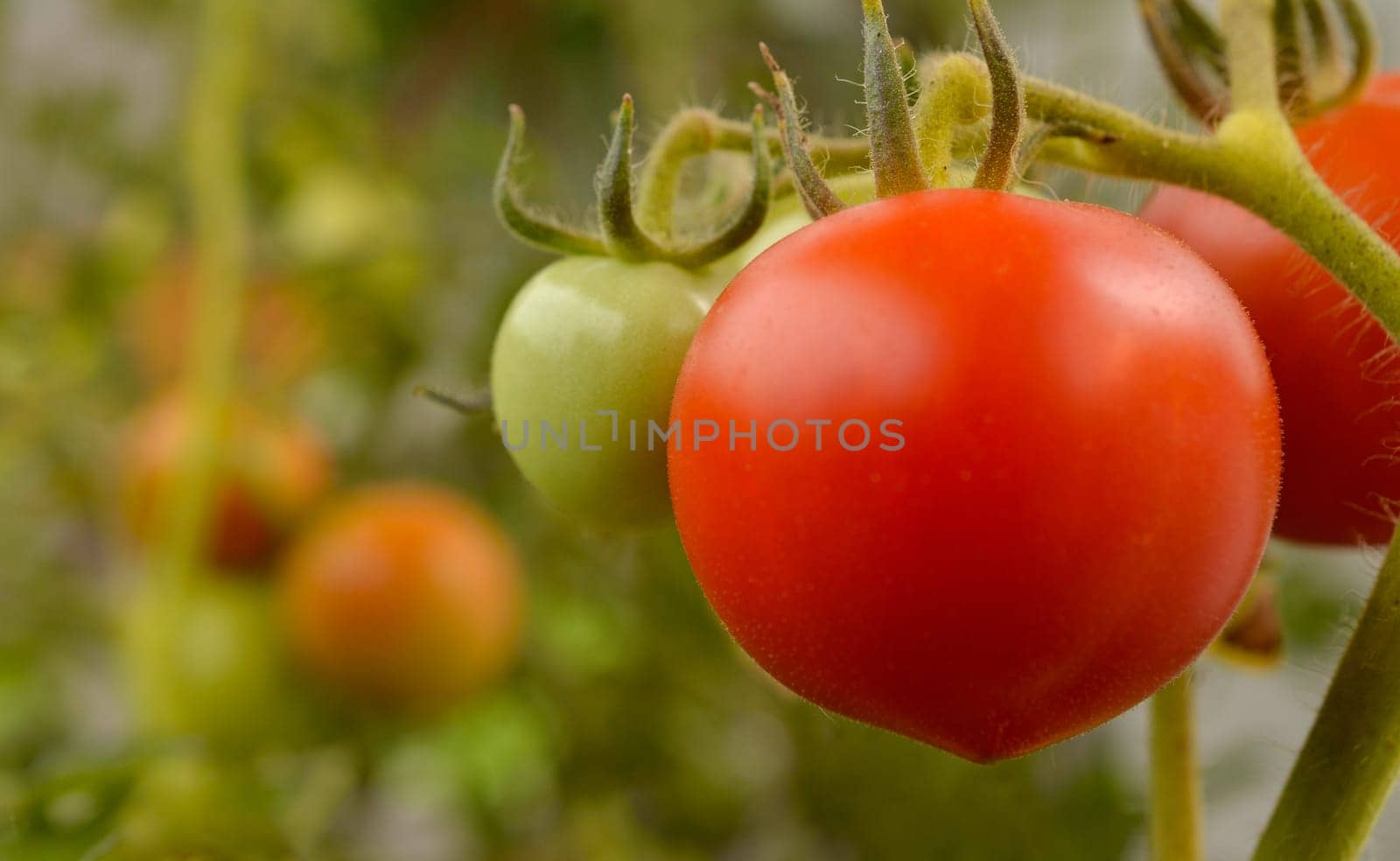 Fresh organic tomatoes on a plant in a garden