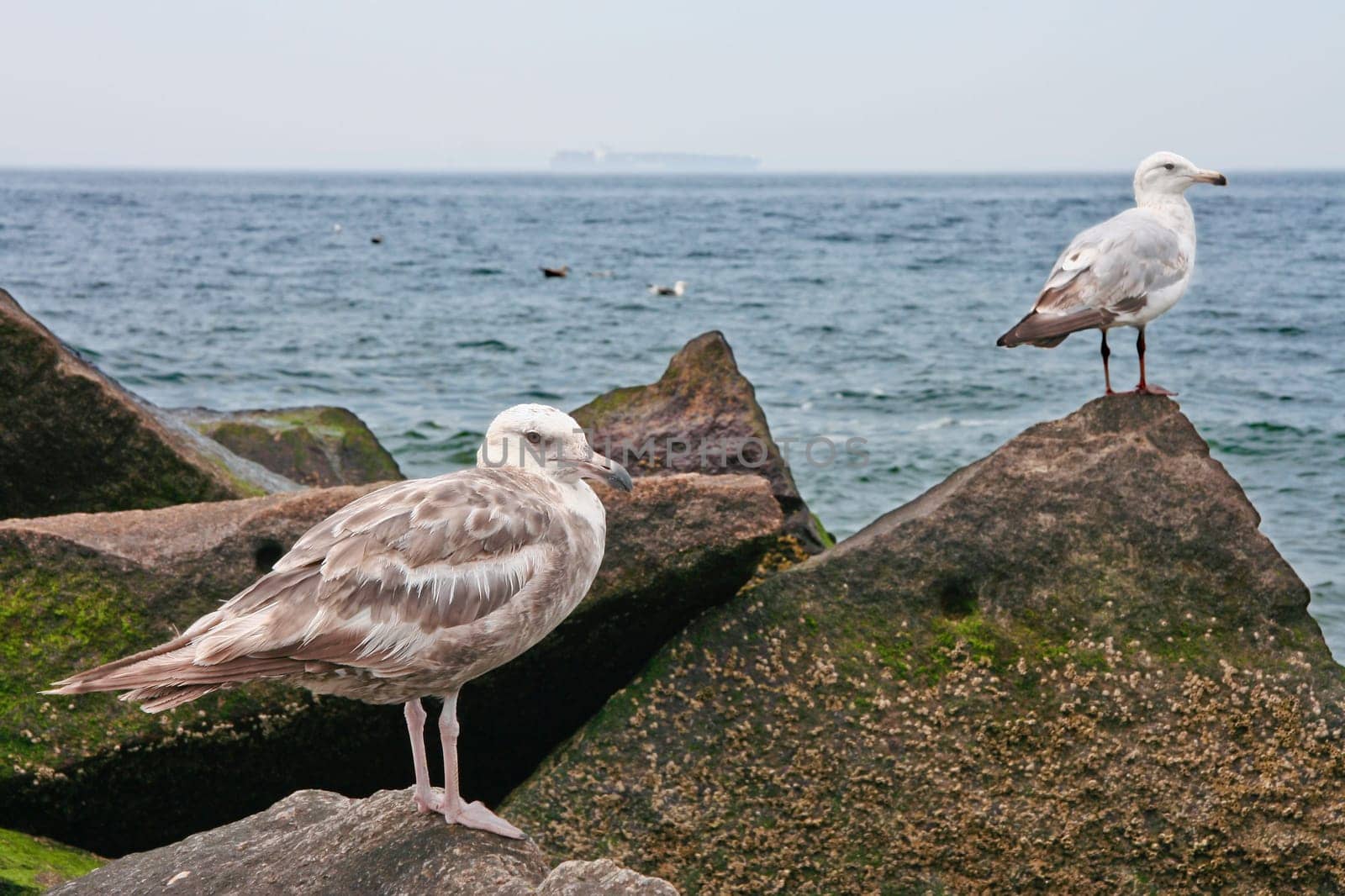 Seagull perched on rocks, Coney Island peninsula, on the Atlantic Ocean in southern Brooklyn, New York, United States.