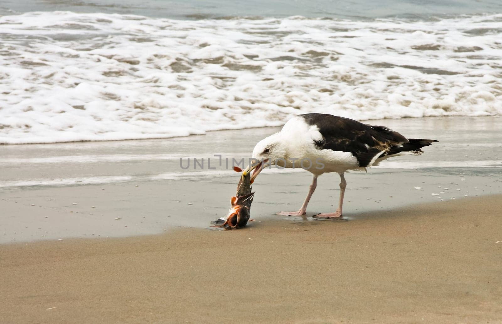 Seagull eating a dead fish on Coney Island peninsula, on the Atlantic Ocean in southern Brooklyn, New York, United States