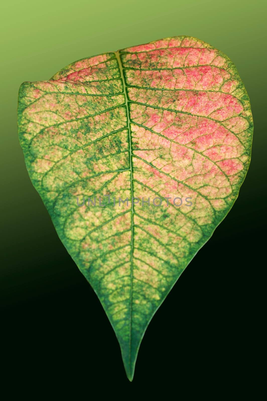 The close-up of the exposed leaf of a Christmas star with a distinctive leaf grain and leaf color.