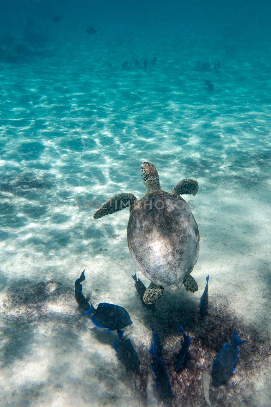 A green sea turtle in the tropical waters of Bonaire in the Caribbean