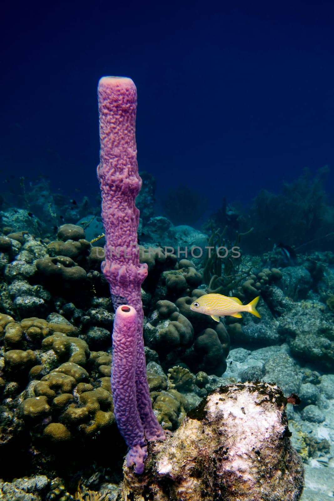Branching vase coral and a French Grunt in the tropical waters of Bonaire in the Caribbean