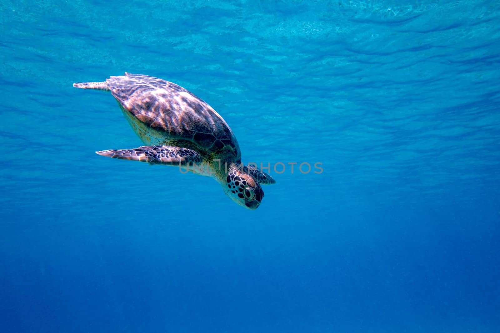 A Green sea turtle swimming in the blue waters of Bonaire in the Caribbean