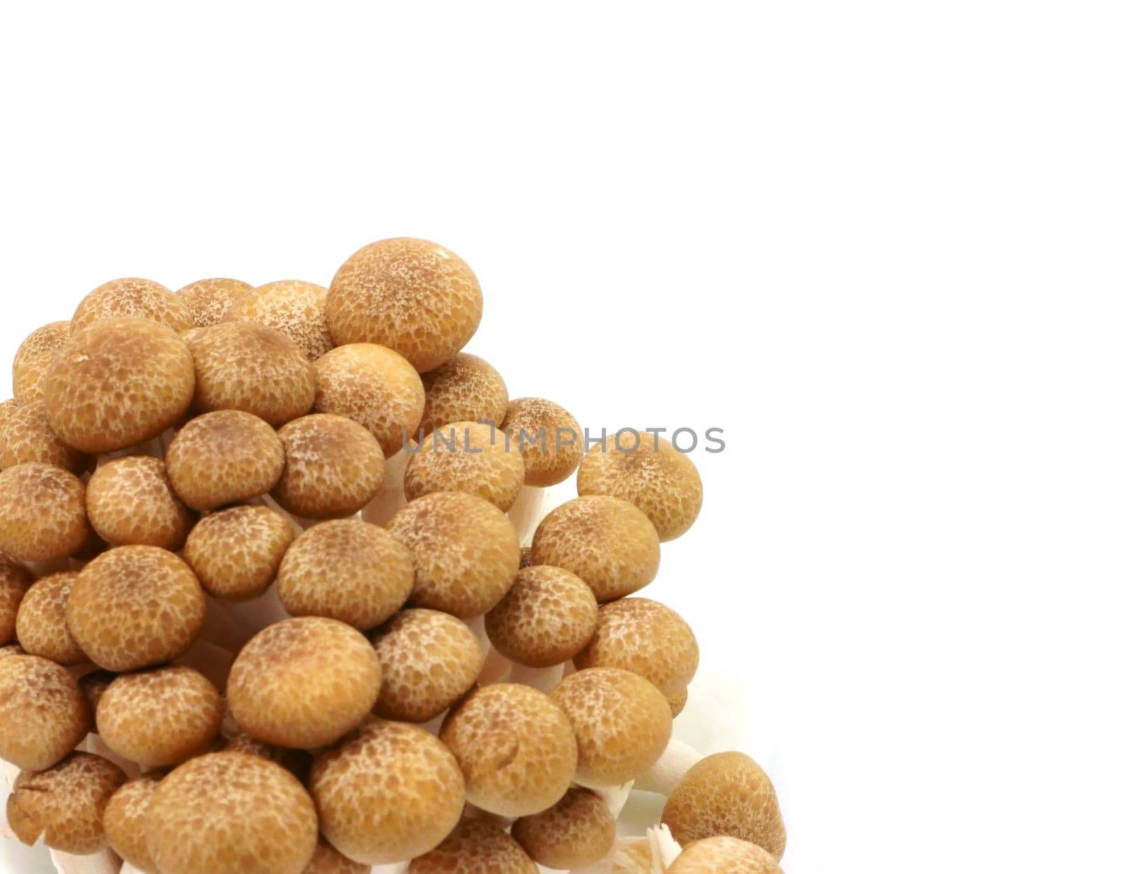 japanese mushrooms isolated on white background