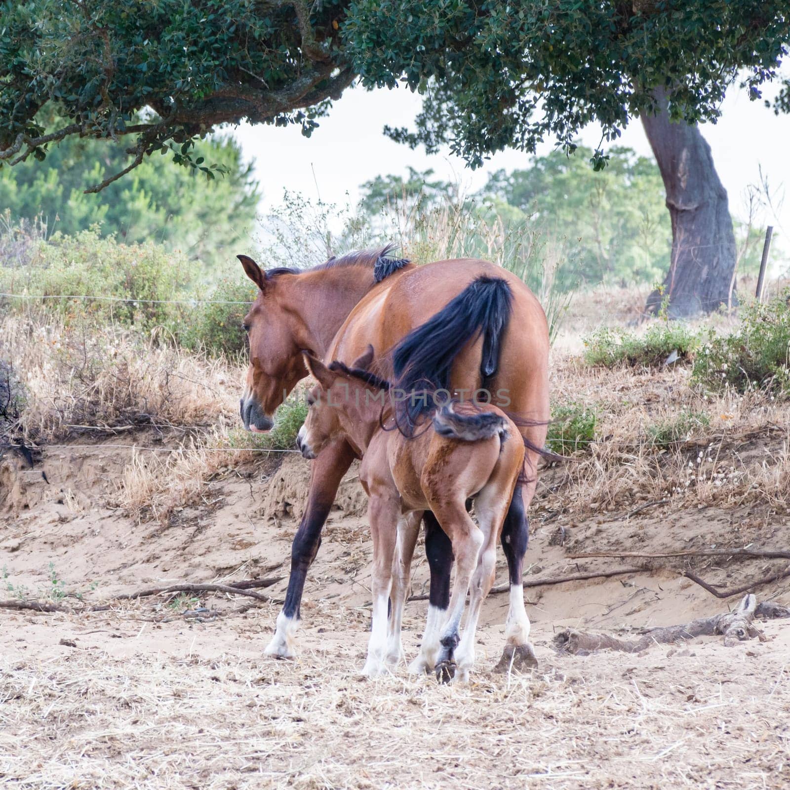 parents sons horses. Image of horses with "horse mummy"" and baby horse. Anglo Arab Sardinian race"