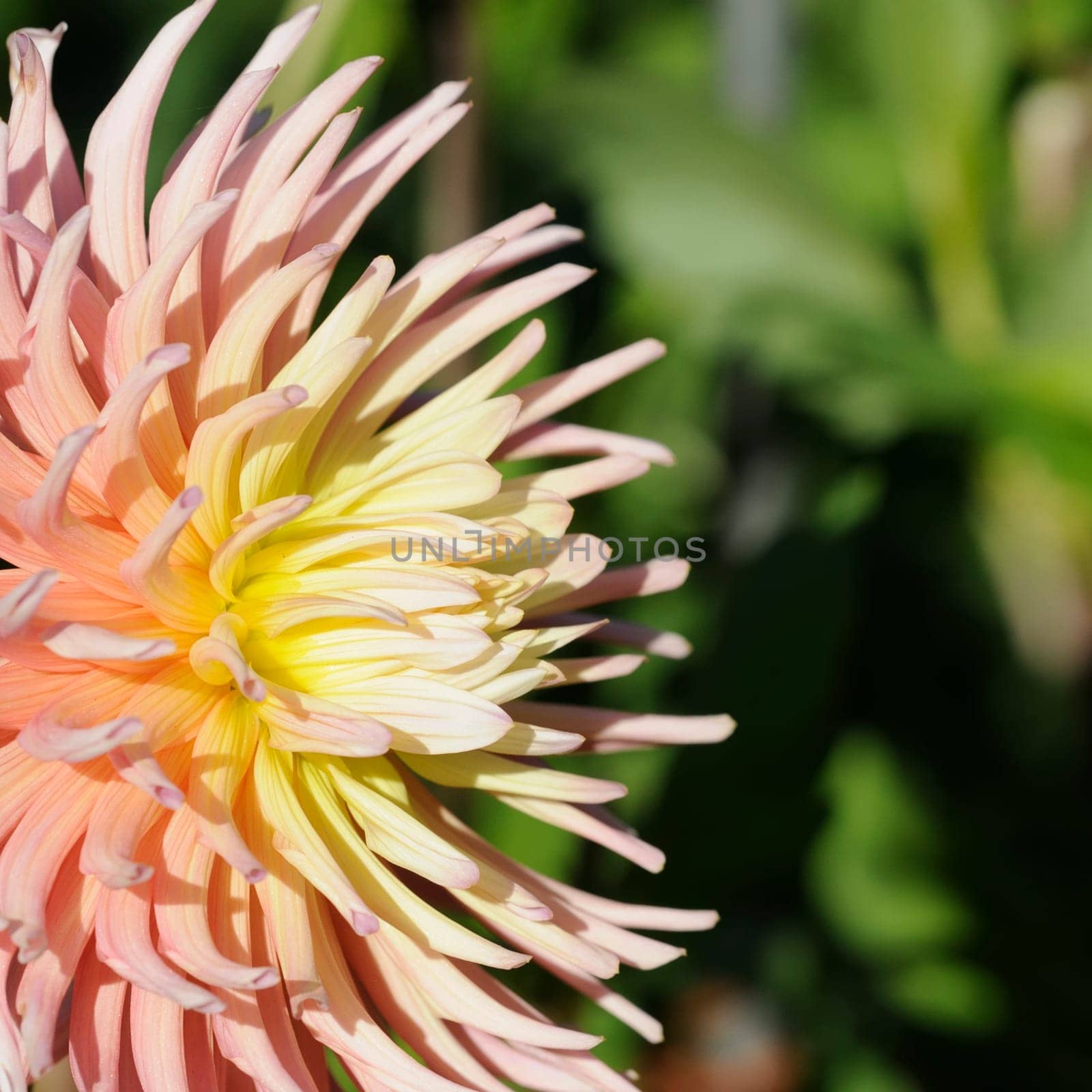 Dahlia