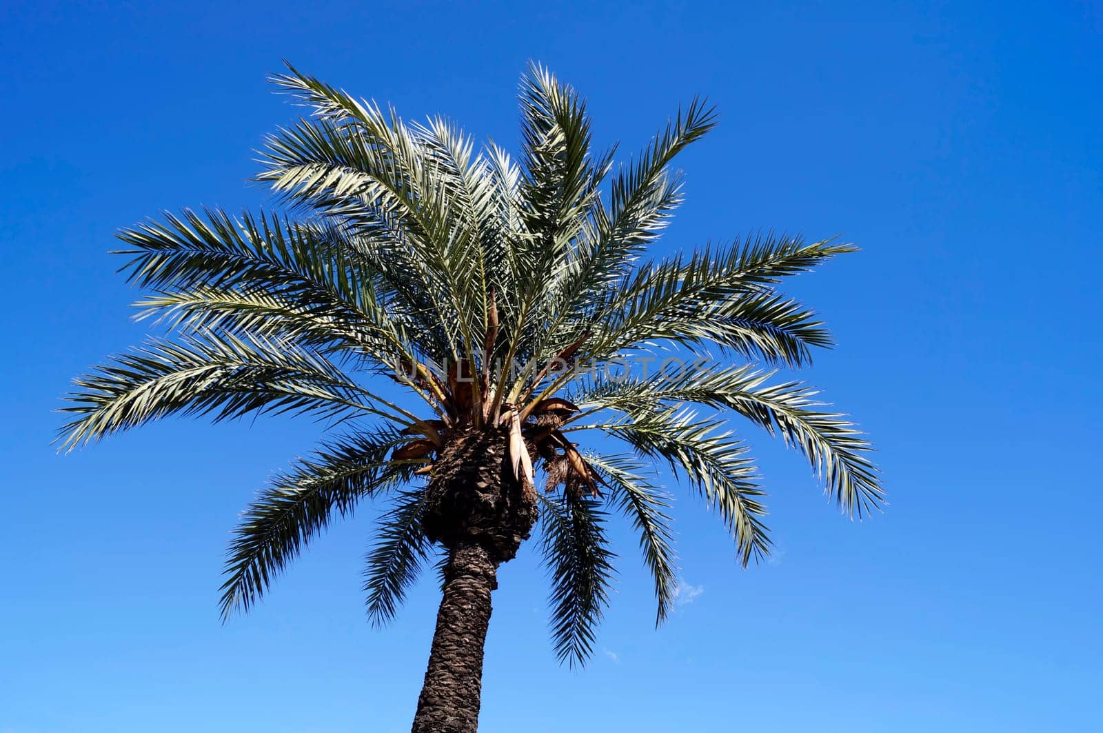 Palm against the blue sky