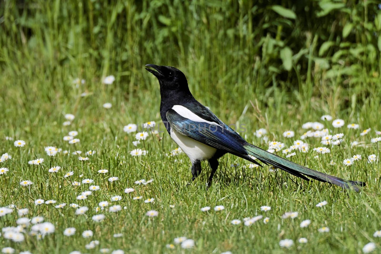 Magpies on the meadow