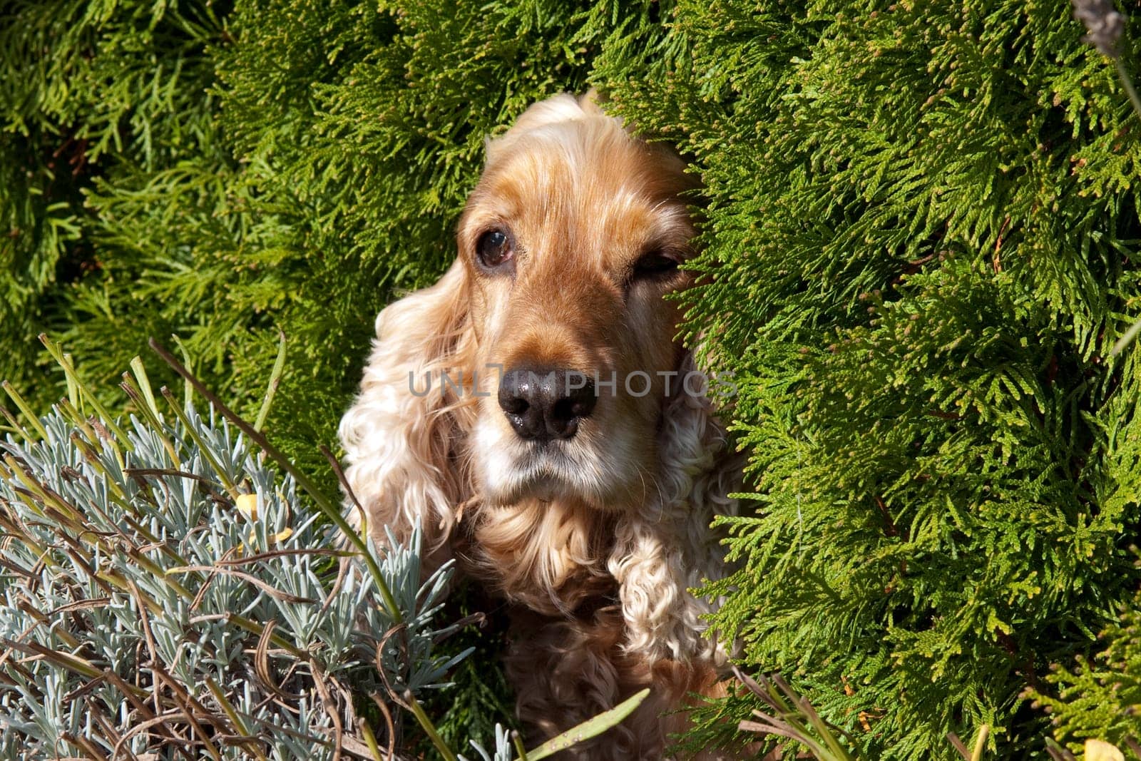 Cocker,Spaniel,Red