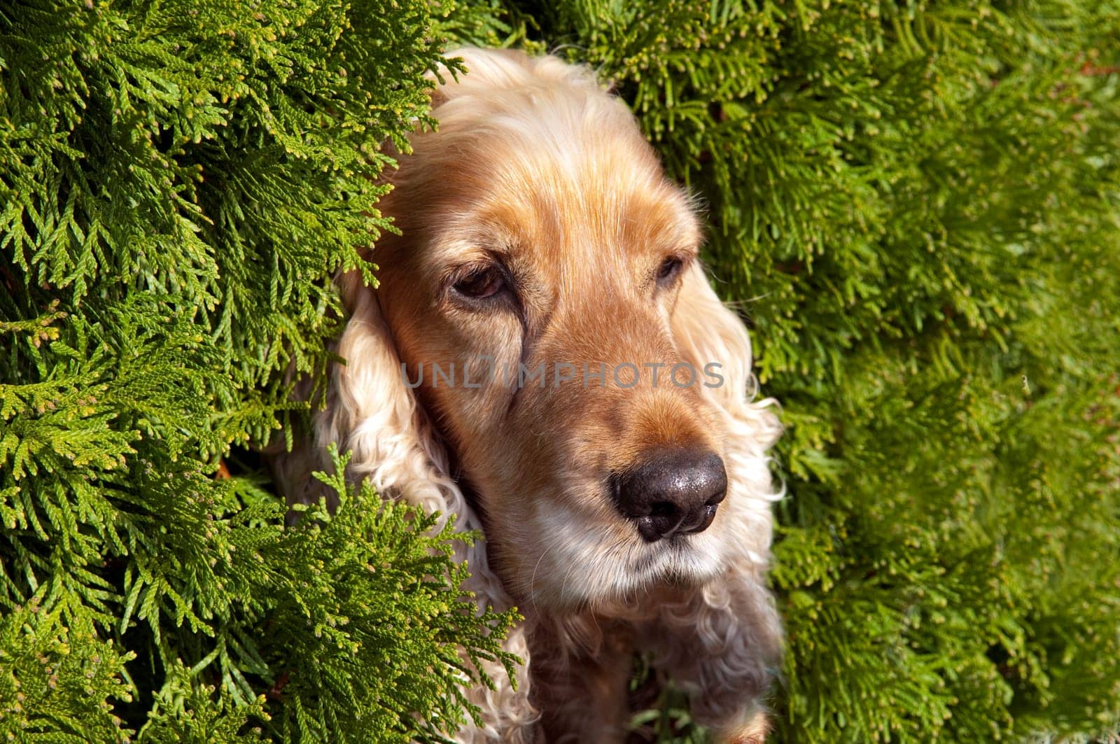 Cocker,Spaniel,Red