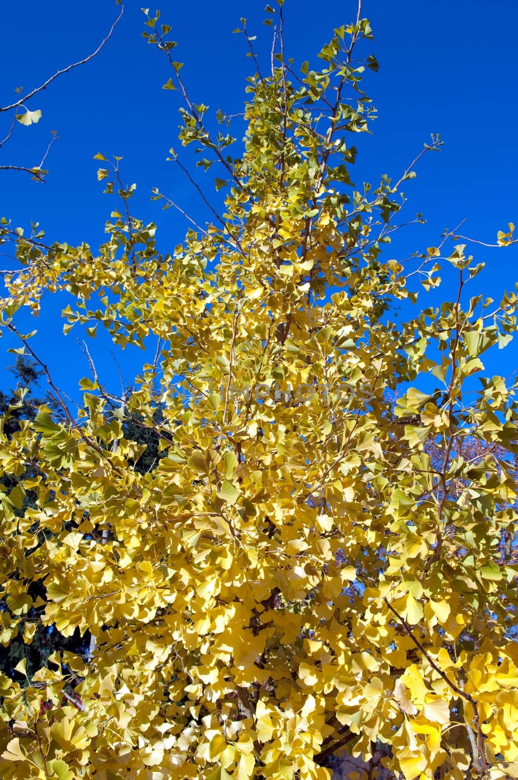 Ginkgoblaetter  Ginkgo  Biloba