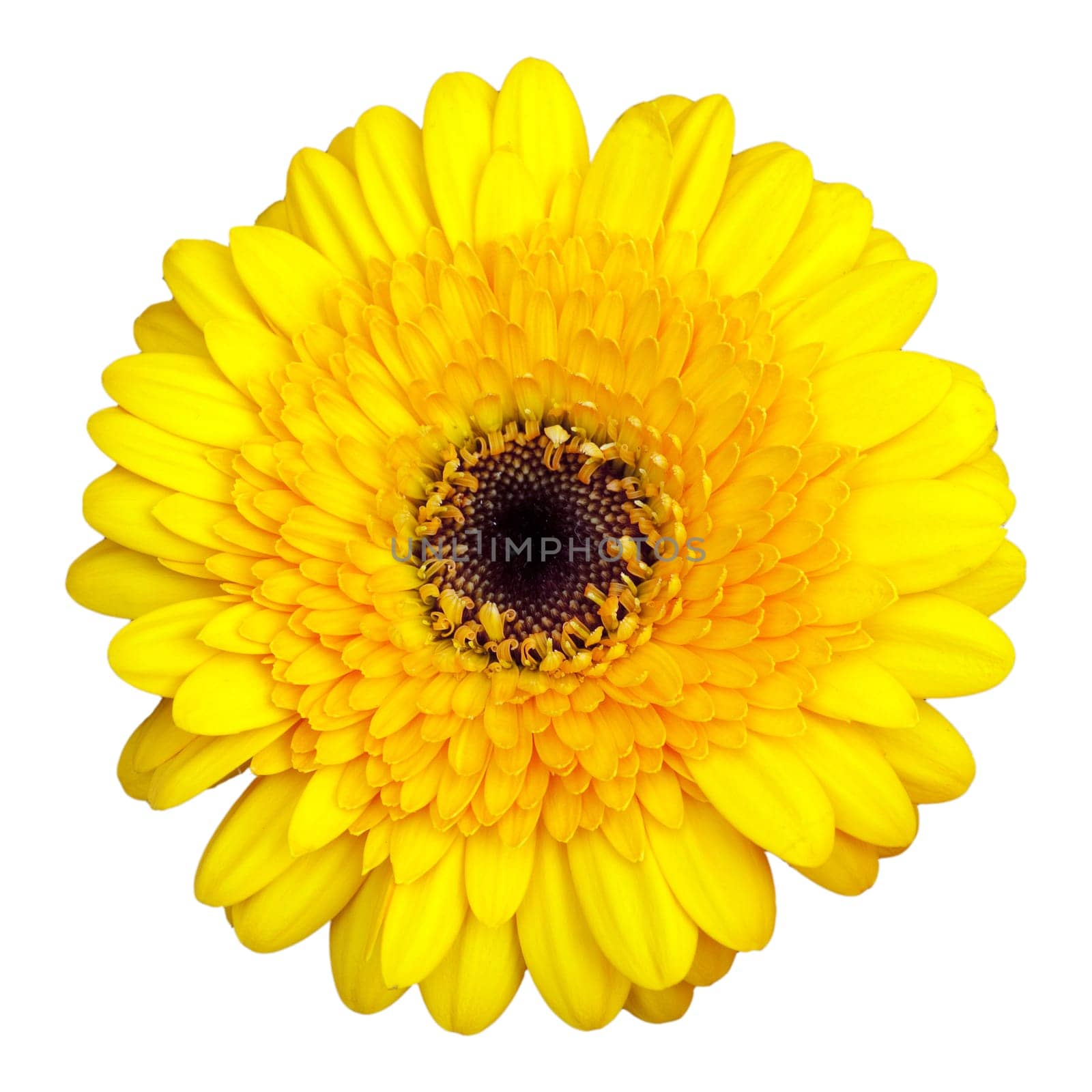 Gerbera,Africa,Summer Flower