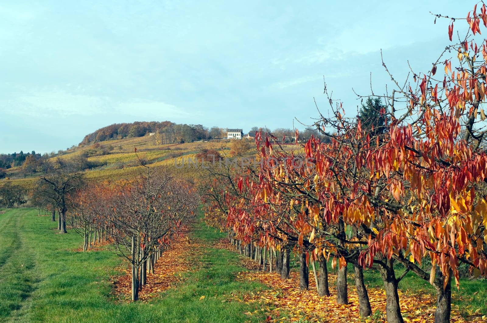 Autumn Impression,Cherry Tree,Cherry,Autumn
