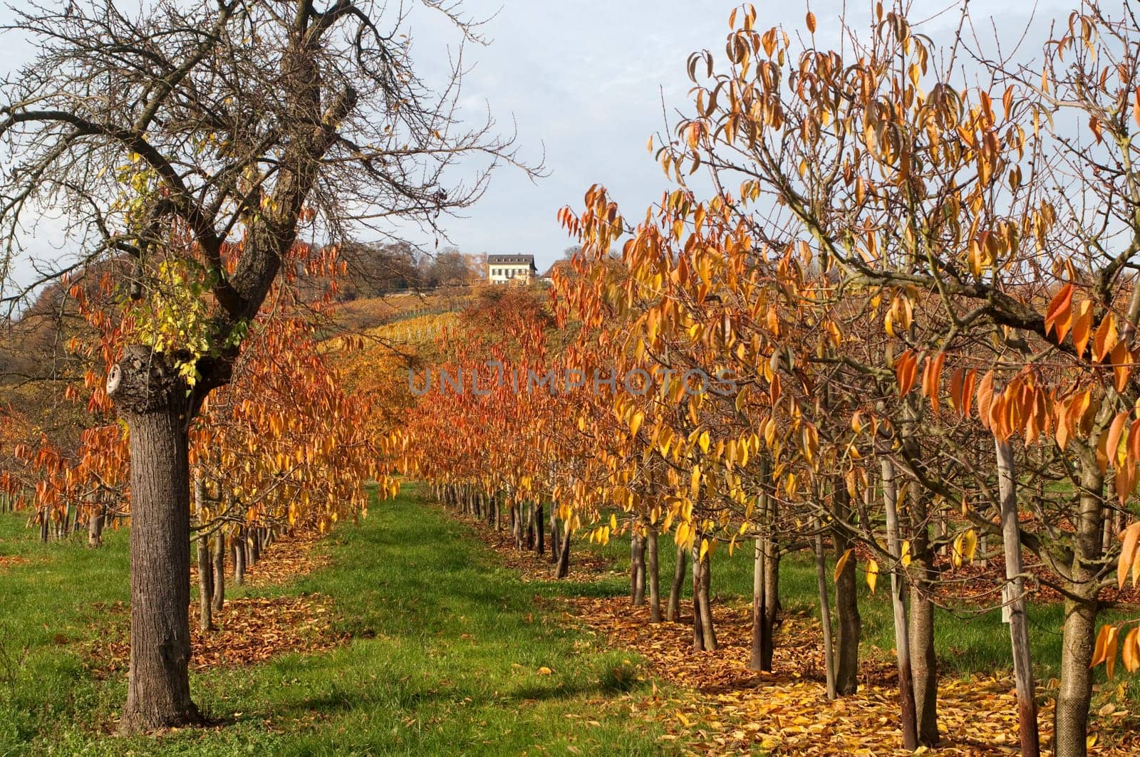 Autumn Impression,Cherry Tree,Cherry,Autumn