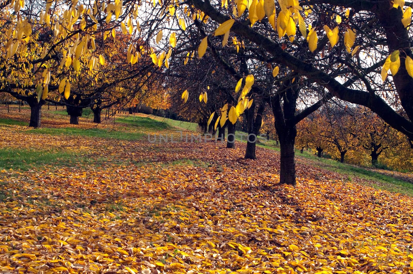 Autumn Impression,Cherry Tree,Cherry,Autumn