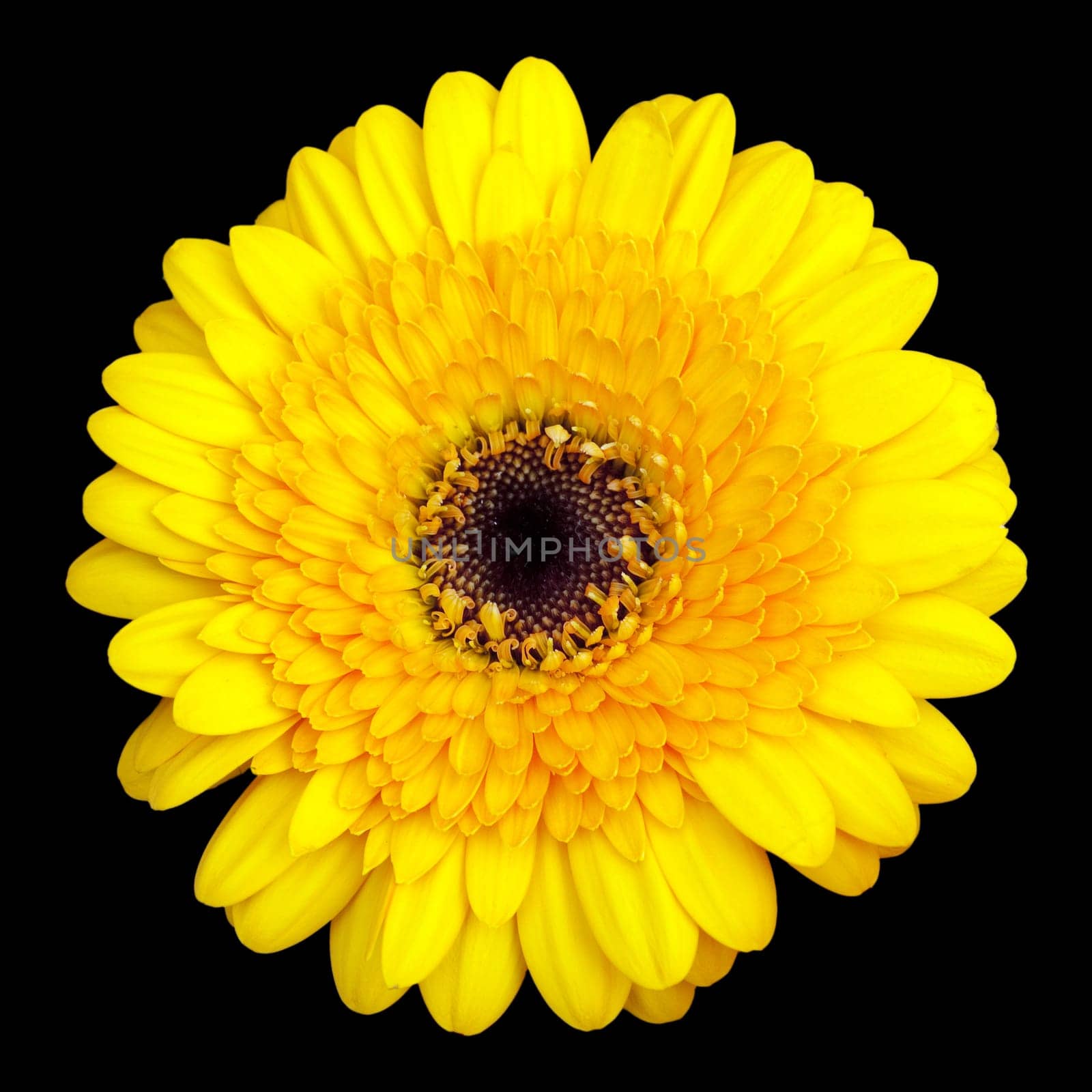 Gerbera,Africa,Summer Flower