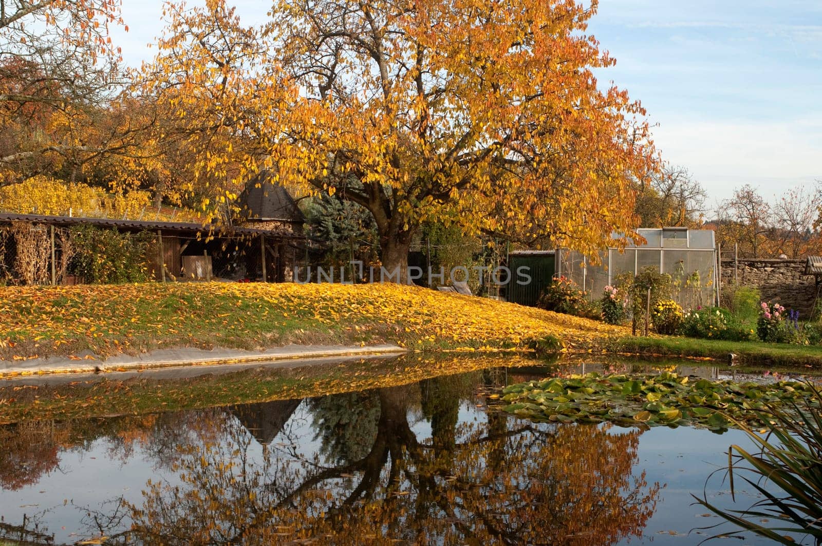 Autumn Impression,Autumn,Pond