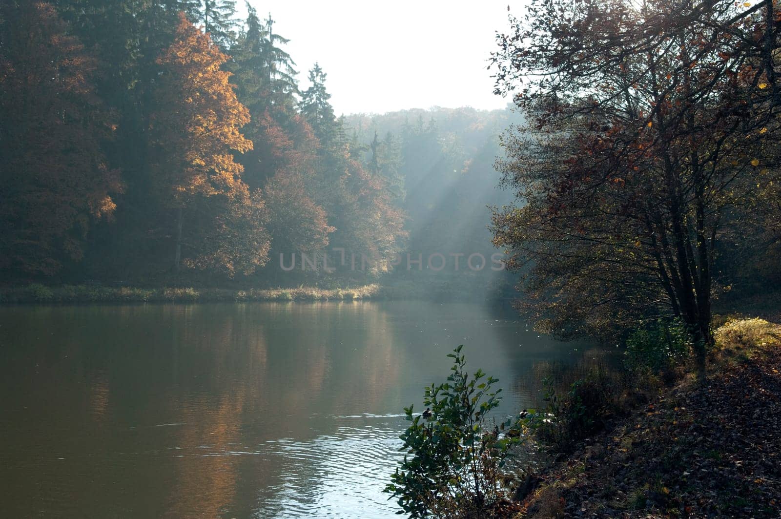 Autumn Impression,Forest,Lake