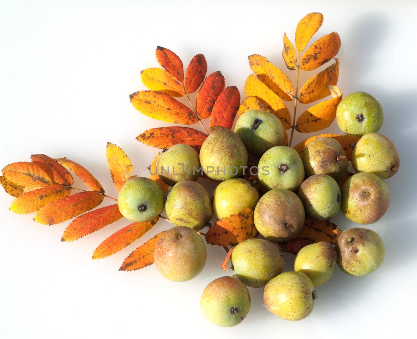 Speierling  Sorbus  Domestica