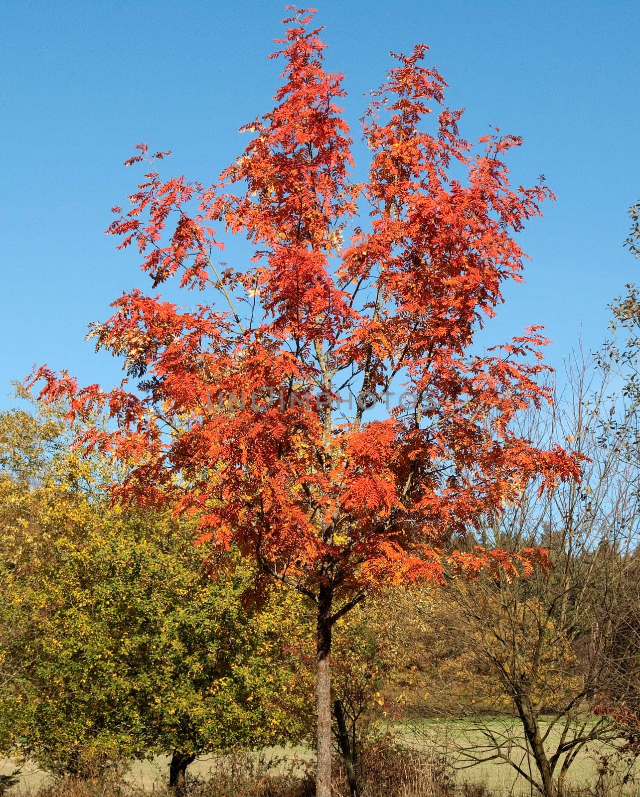 Speierling  Sorbus  domestica  autumn