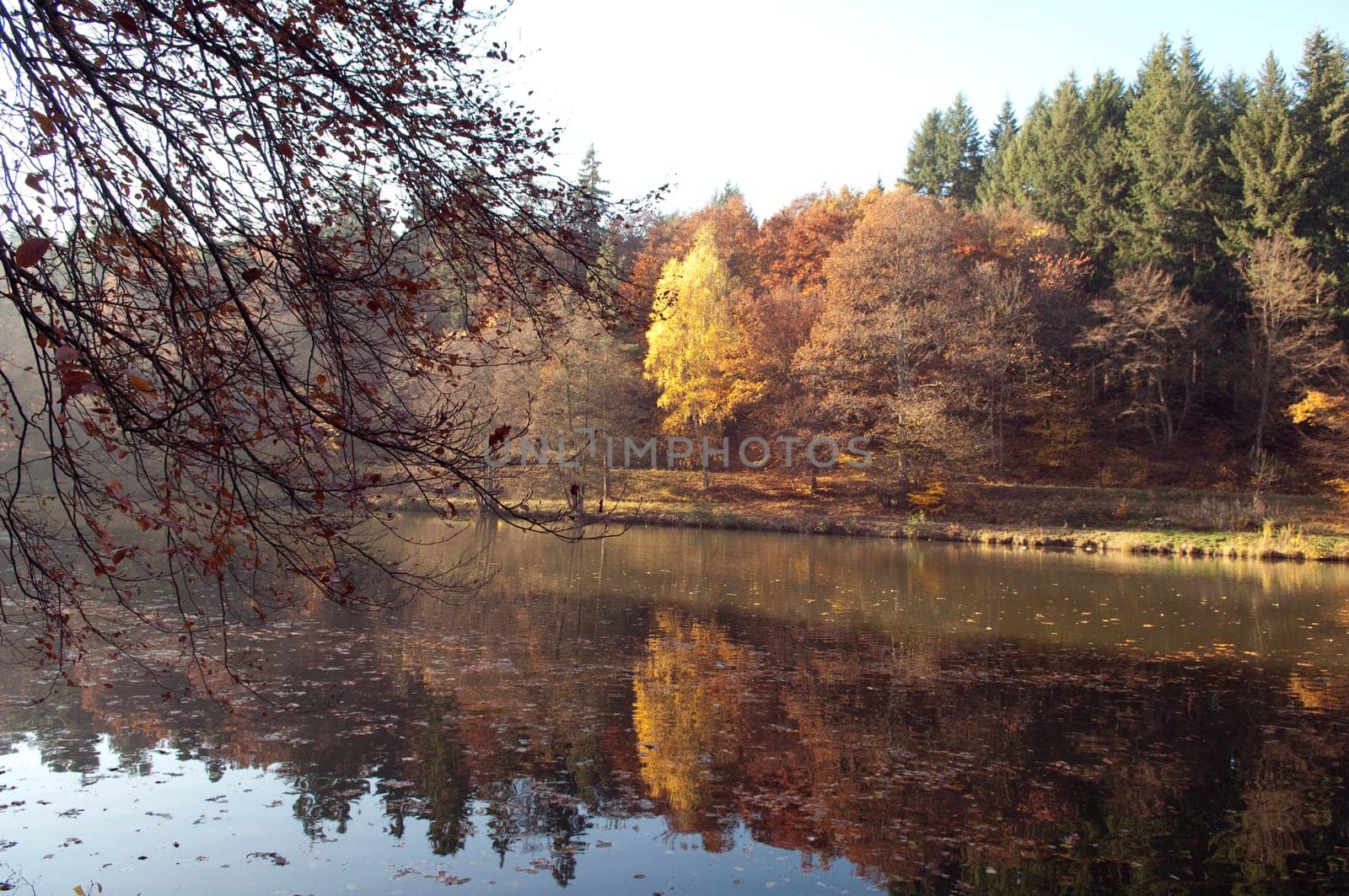 Autumn Impression,Forest,Lake