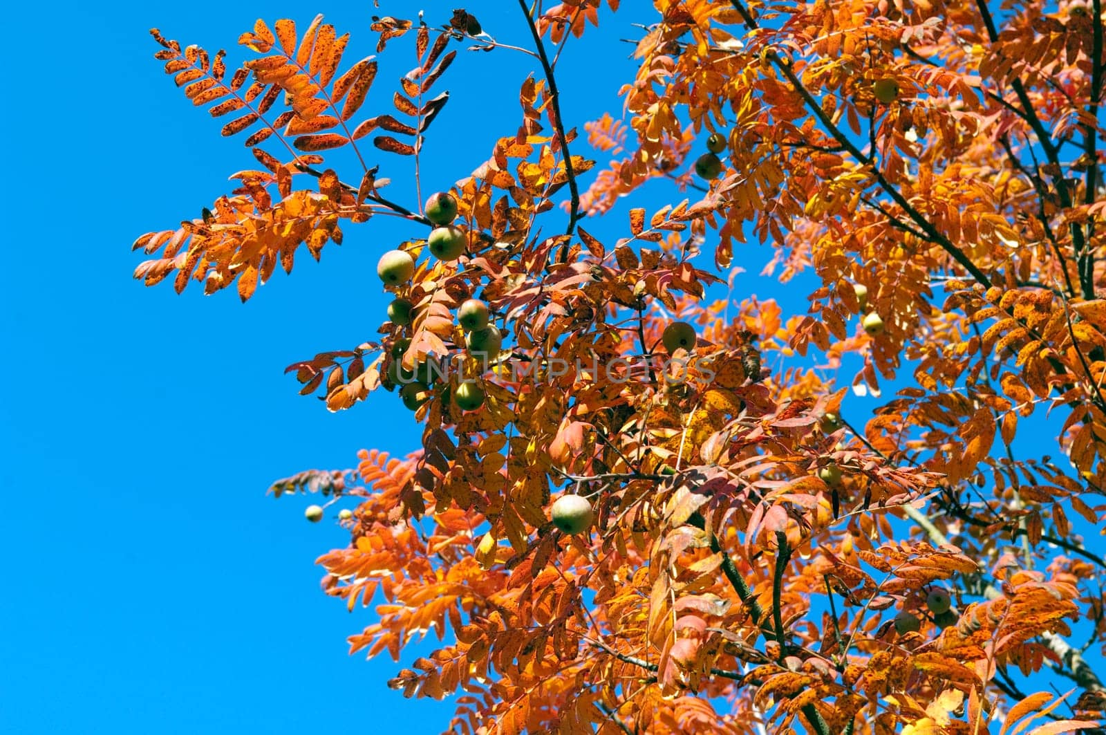 Speierling  Sorbus  domestica  autumn