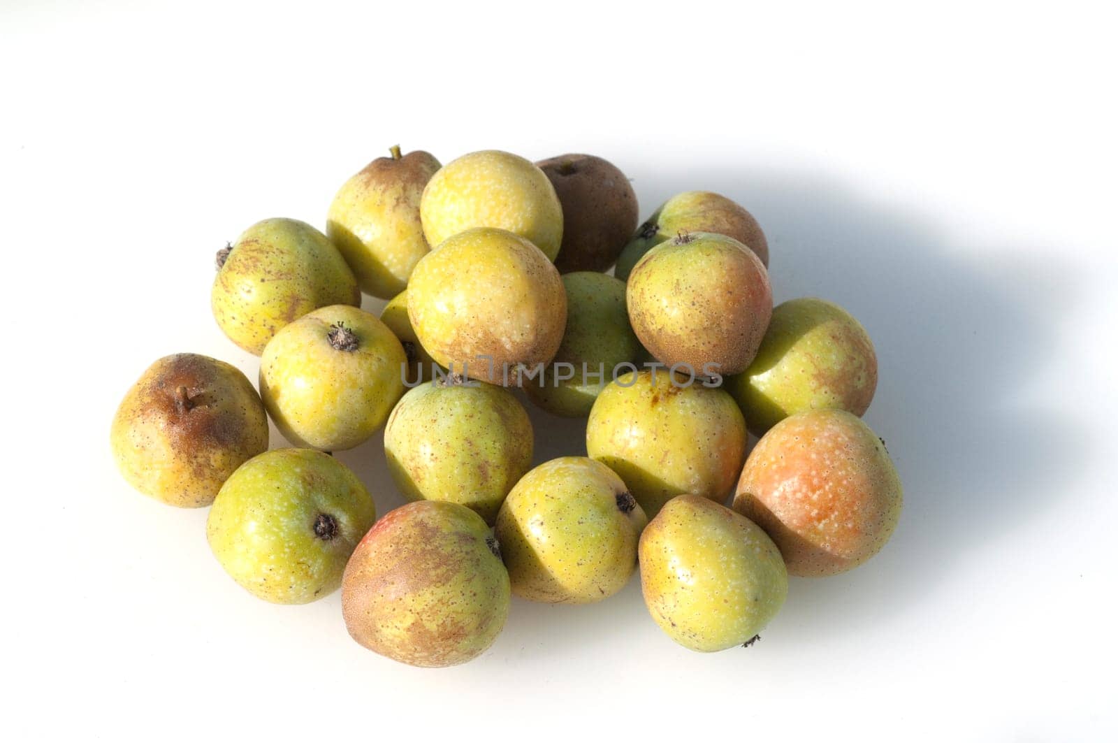 Speierling  Sorbus  Domestica