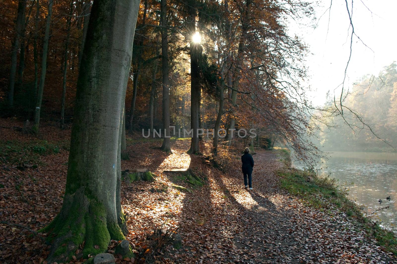 Autumn Impression,Autumn  Tree