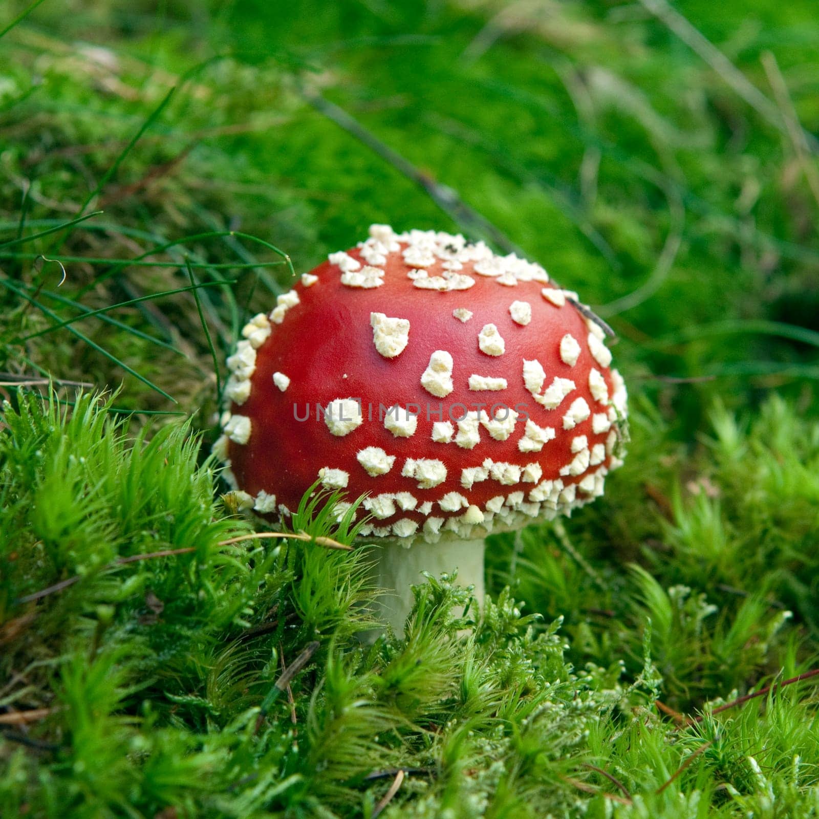 toadstool  Amanita  muscaria